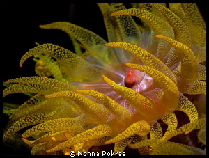 Beauty of the night by Nonna Pokras 